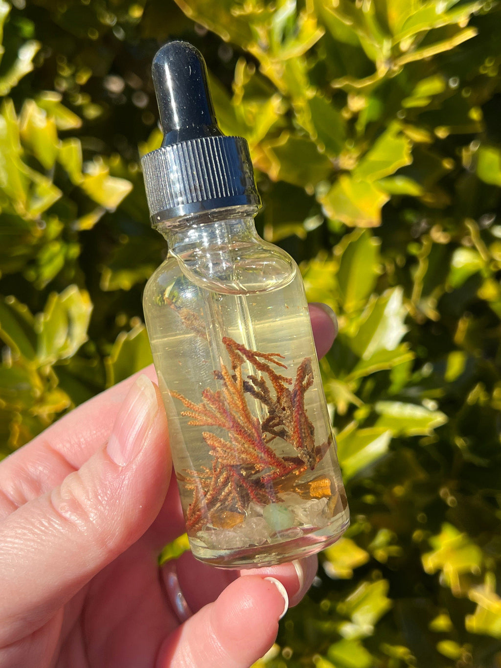 Rose of Jericho Ritual Oil | The Resurrection Plant | Witch Protection Manifestation New Beginnings Lucky Empath Spell Magickal Altar Tool