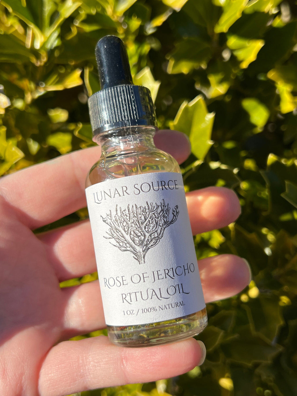 Rose of Jericho Ritual Oil | The Resurrection Plant | Witch Protection Manifestation New Beginnings Lucky Empath Spell Magickal Altar Tool